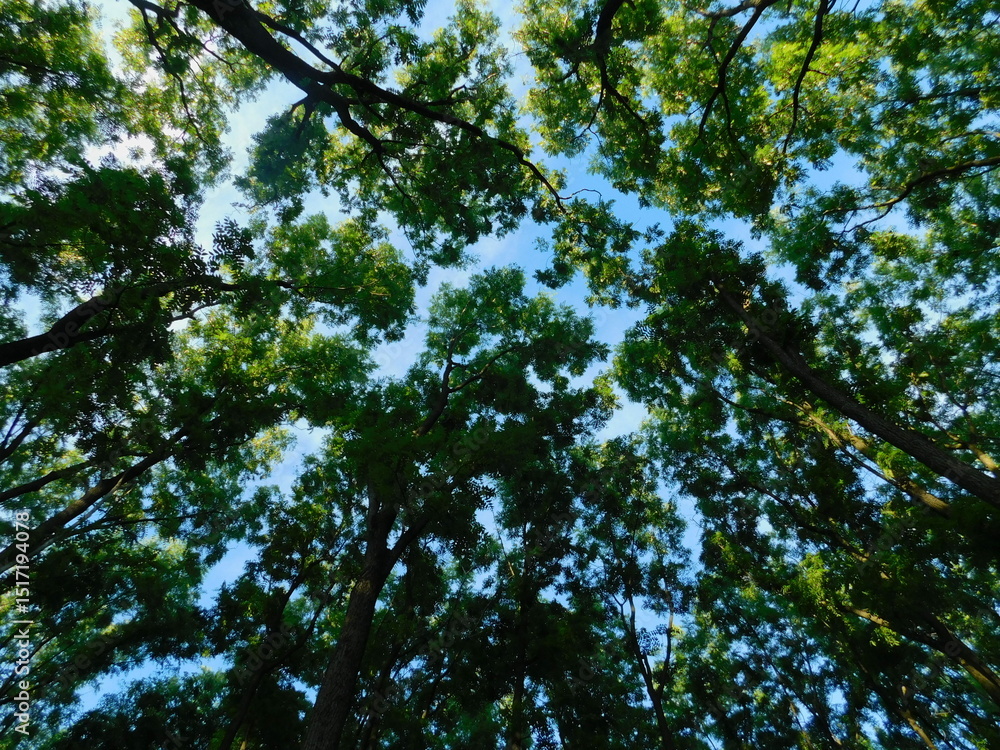 Fototapeta premium Into the Trees