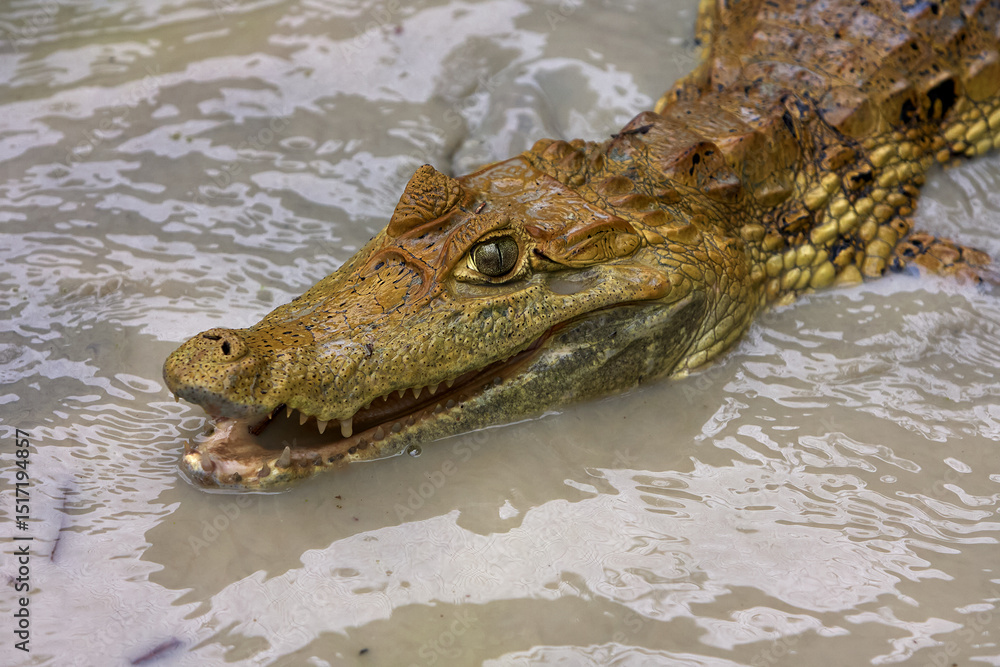 Obraz premium The white caiman, master of camouflage and patience, rests along the banks of Pacaya Samiria. A glimpse into the stillness and mystery of the Amazon’s top predators.