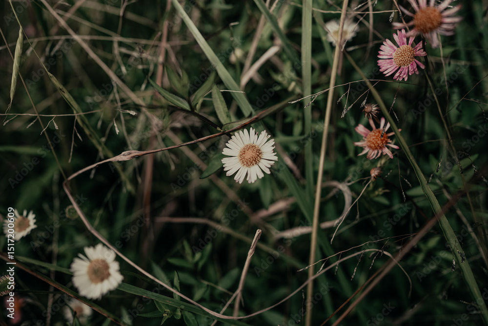Close-up View of Delicate Wildflowers in a Lush Meadow Close-up View of Delicate Wildflowers in a Lush Meadow