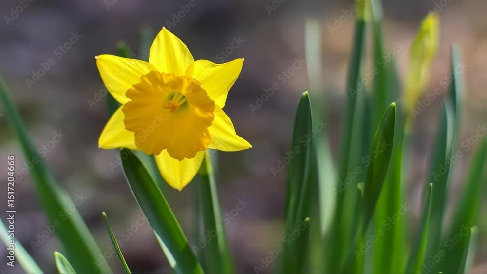 Beautiful daffodil flower blooming Beautiful daffodil flower blooming
