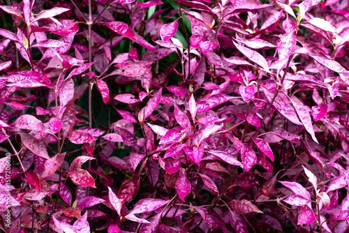 Alternanthera purple leaves in the garden. Beautiful purple leaf plants