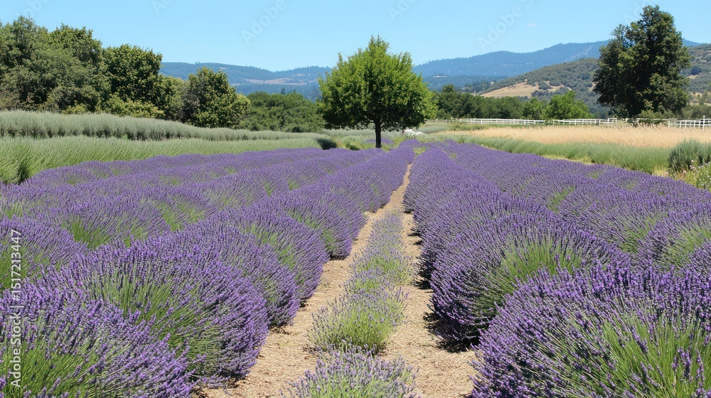 Fototapeta premium Lavender Fields Expanse
