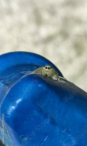 Εκτύπωση καμβά jumping spider on a waterspout