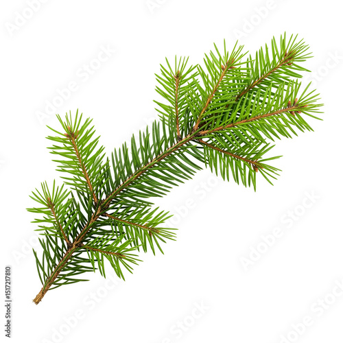 branch of pine