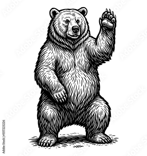 Illustration of a standing bear waving its paw with detailed fur pattern in black and white engraving style