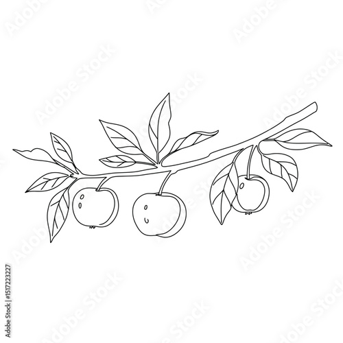 Detailed Line Art Depiction of Cherry Branch with Leaves and Fruit