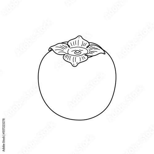 Detailed Outline of a Single Persimmon Fruit