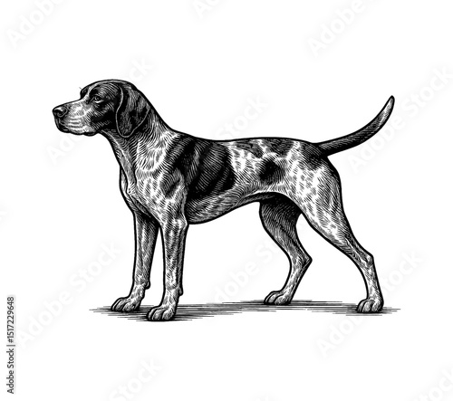Engraved illustration of a standing Pointer dog in detailed black and white on a white background