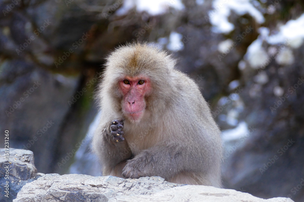 Obraz premium 表情が豊かなニホンザル 