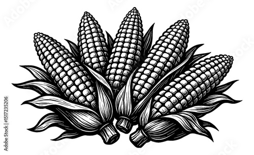 Engraved Illustration of Several Corn Cobs with Husk and Leaves in Black and White