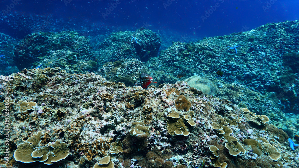Fototapeta premium Underwater photo of a happy and smiling Parrot fish at a coral reef. From a scuba dive in Koh Lanta, Andaman Sea, Thailand.
