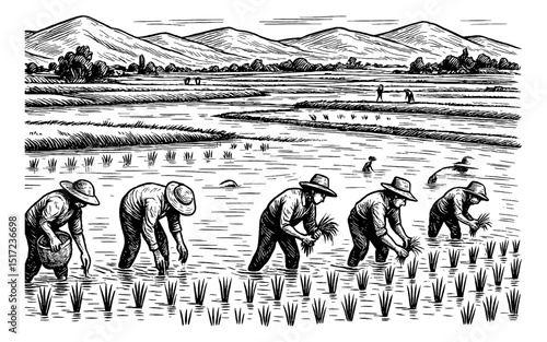 Illustration of Asian Farmers Planting Rice Seedlings in Rice Field with Mountain Backdrop