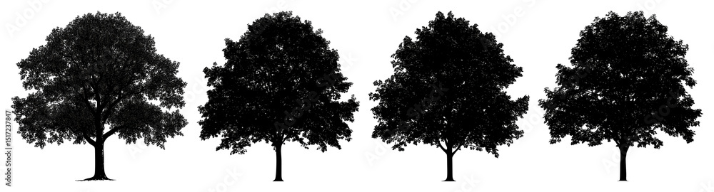 Obraz premium PNG Tree outline silhouette white illustration, transparent background