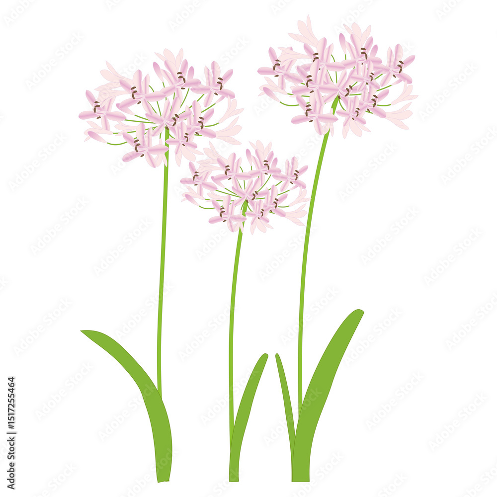 Obraz premium アガパンサスピンク