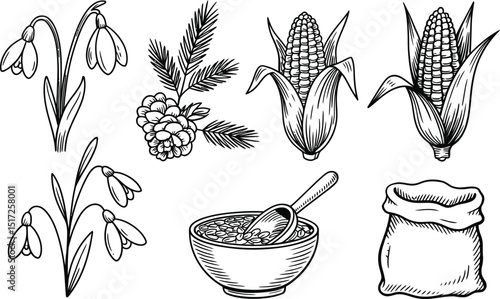Hand drawn black and white illustrations of snowdrops corn pinecone and other elements for design