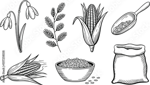 Hand-drawn illustration of spring flowers corn grains and other harvest elements in a detailed black and white style