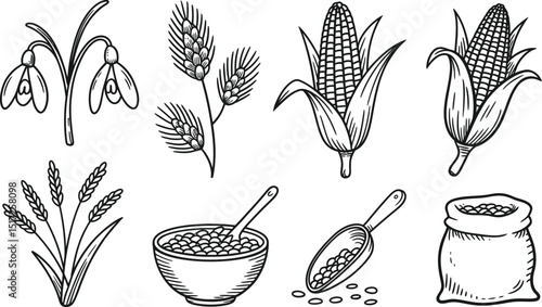 Elegant hand-drawn monochrome illustrations of various agricultural crops and botanical elements depicted