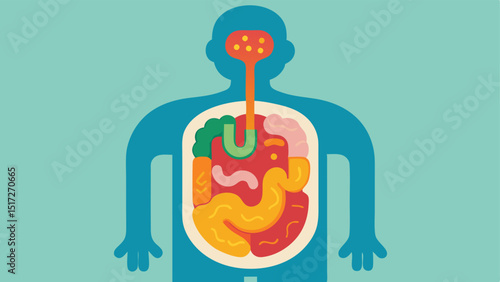 Gut Illustration A stylized human digestive system with highlighted sections showing different microbiomes e.g. stomach intestines.