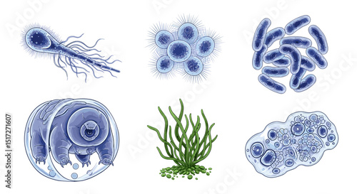 Illustration showing various microorganisms including bacteria, tardigrade, and algae species present