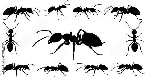 Insect Insects ant ants emmet pismire banner Vector, vector set silhouette
