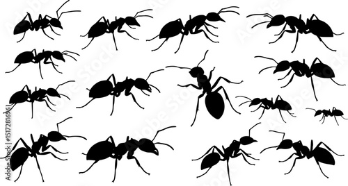 Insect Insects ant ants emmet pismire banner Vector, vector set silhouette
