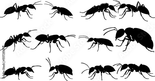 Insect Insects ant ants emmet pismire banner Vector, vector set silhouette

