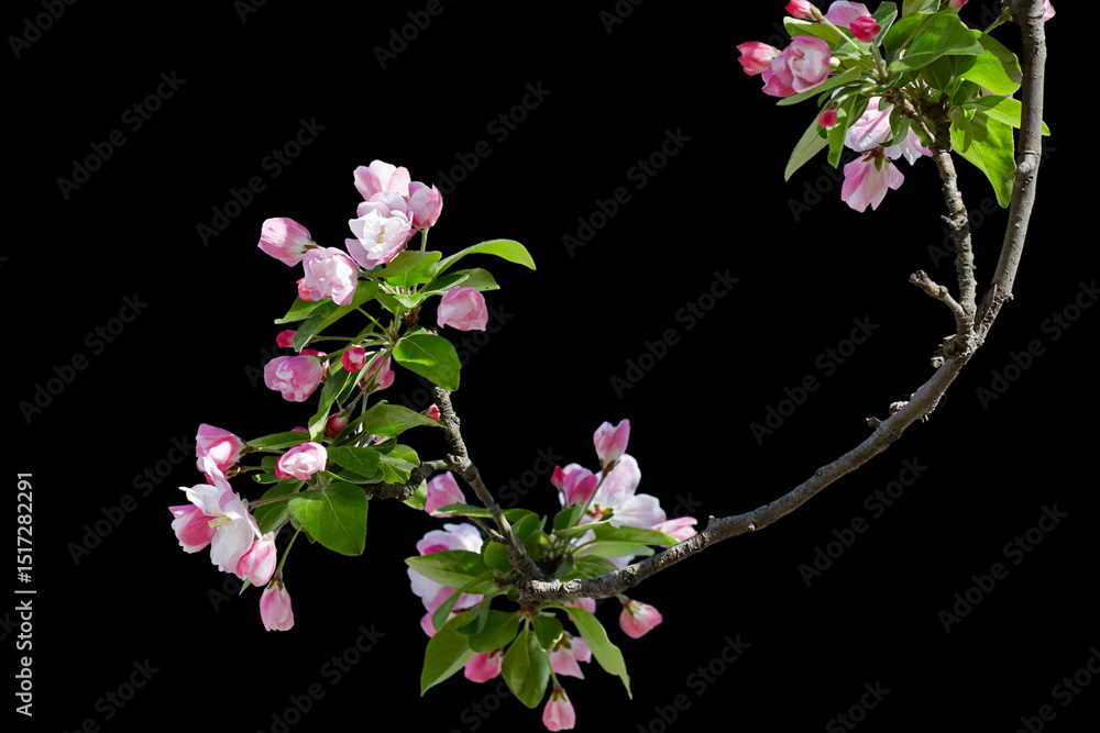 Fototapeta premium Two hands holding a smartphone to photograph flowers, capturing the essence of spring.