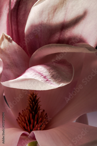 Blossom of the magnolia