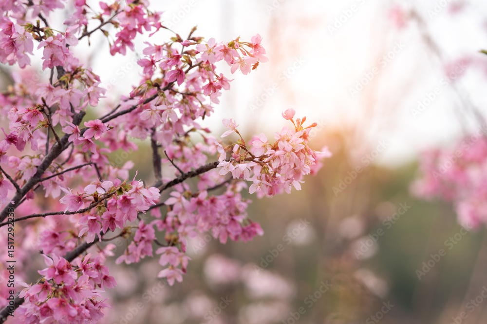 Fototapeta premium In spring, the cherry blossoms are in full bloom