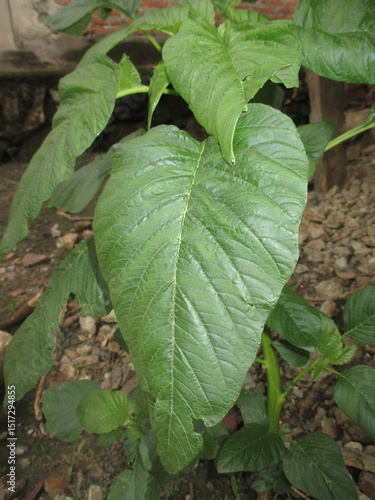 Jumbo spinach growing next to the house