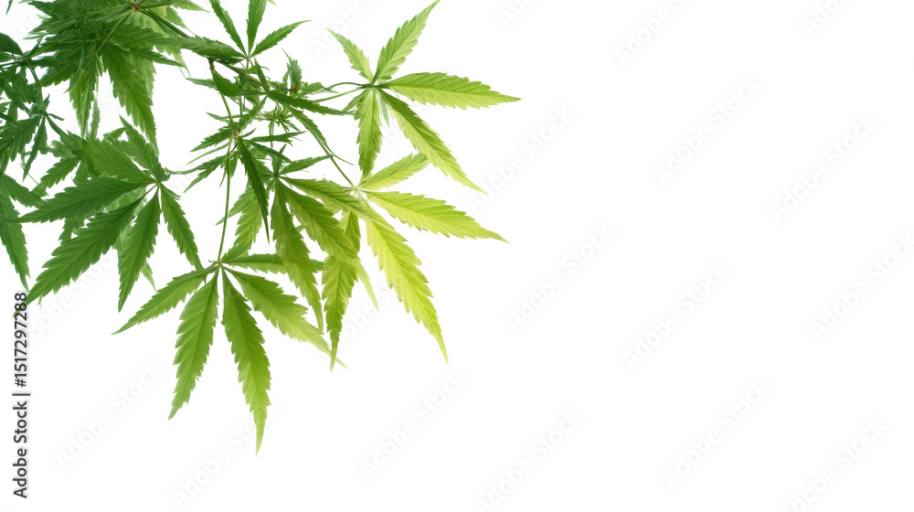 Cannabis leaves on a branch isolated, transparent background Cannabis leaves on a branch isolated, transparent background