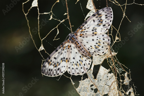 Photography This species of moth in Thailand is found in mixed forests.