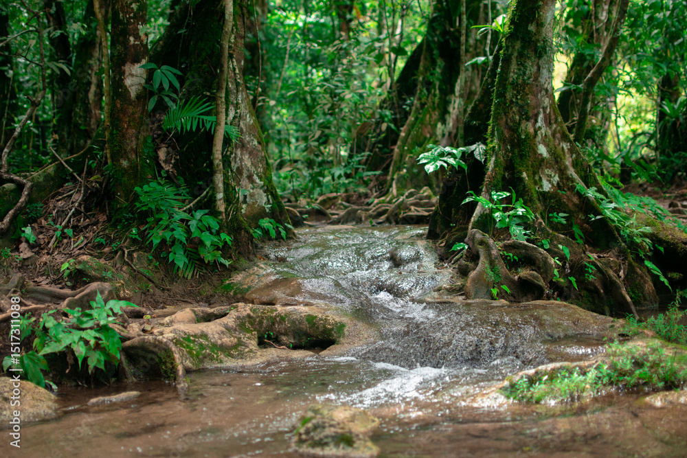 Natural water source running on a river surrounded by trees and green vegetation Natural water source running on a river surrounded by trees and green vegetation