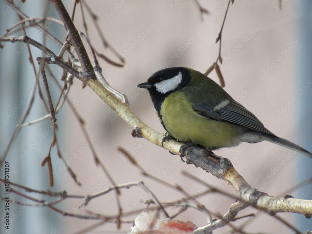 great tit parus major great tit parus major