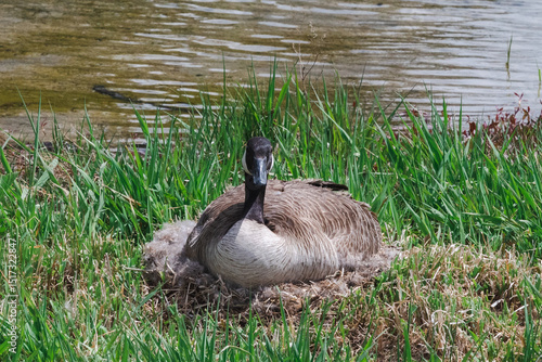 Bilde på lerret Canada goose nesting on the grassy bank of a pond in spring
