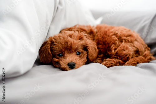 Adorable red poodle toy Fluffy Puppy Relaxing on a Cozy Bed