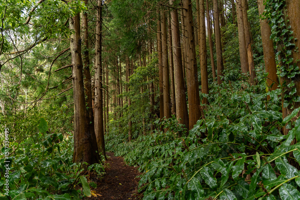 Forest Trail Green Vegetation Forest Trail Green Vegetation