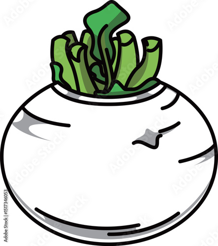 色付きの丸ごとかぶのイラスト