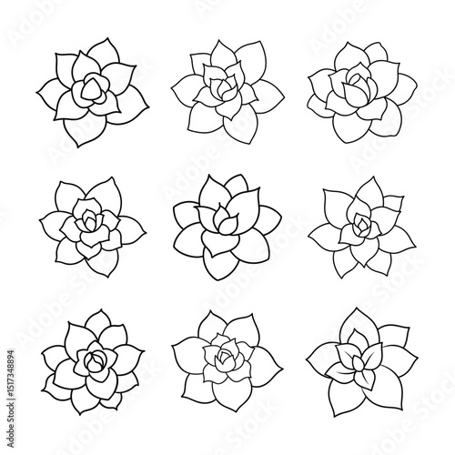 Echeveria Succulent Line Art Vector Set Collection