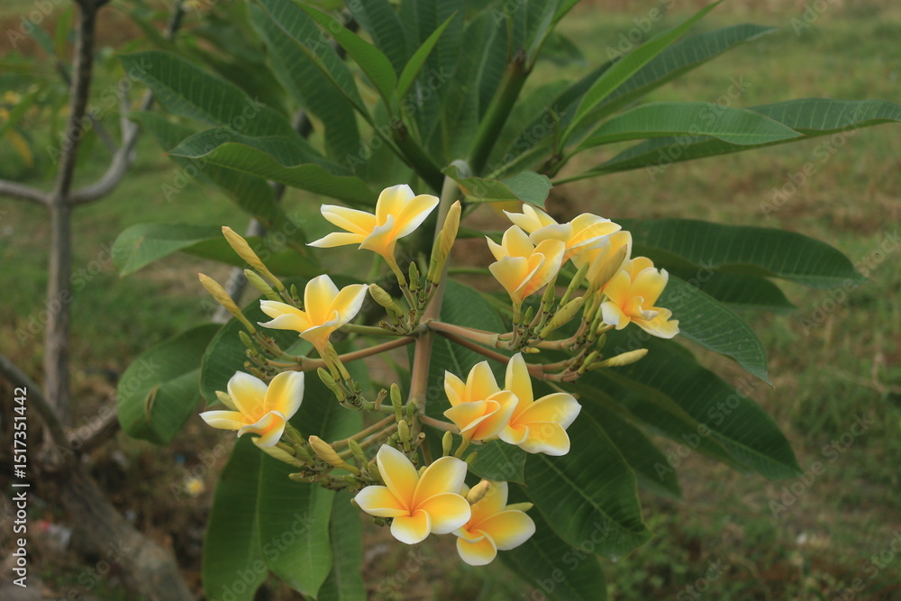 Fototapeta premium white and yellow frangipani flowers that grow on the side of the road