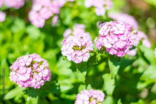 Wallpaper Mural Flowers in the garden. High quality photo Torontodigital.ca
