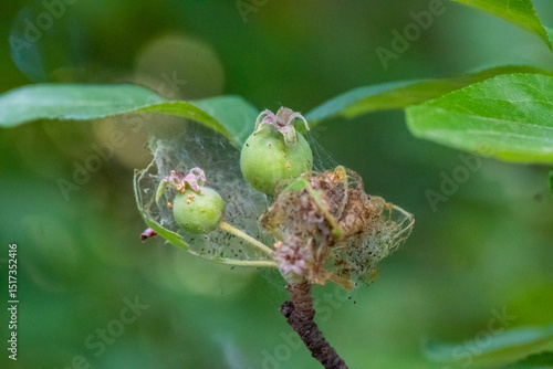 Wallpaper Mural Spider web on a leaf. Tree with parasites. High quality photo Torontodigital.ca