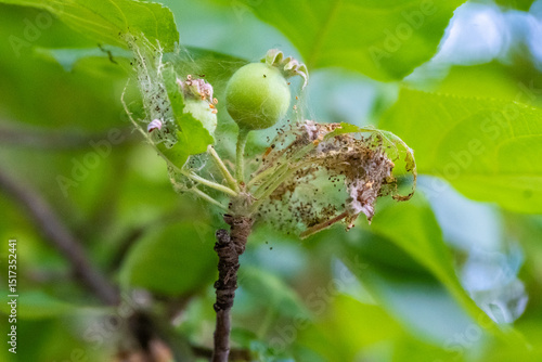 Wallpaper Mural Spider web on a leaf. Tree with parasites. High quality photo Torontodigital.ca
