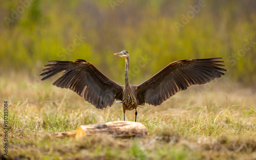 Valokuva Great blue heron showing off its wingspan