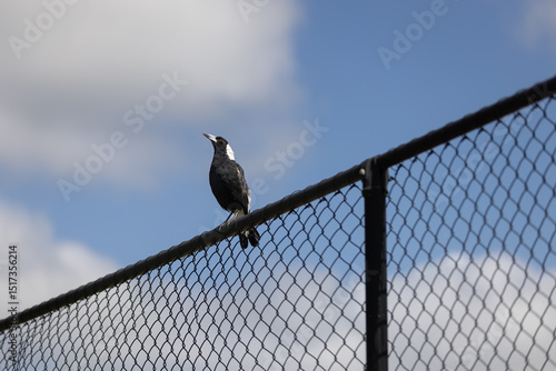 Foto Australian magpie perching on a fence in brisbane, queensland