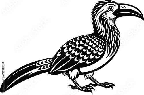  hornbill isolated on white background