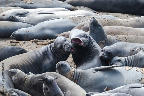 Young elephant seals playfully interacting on the beach at Elephant Seal Vista Point, California