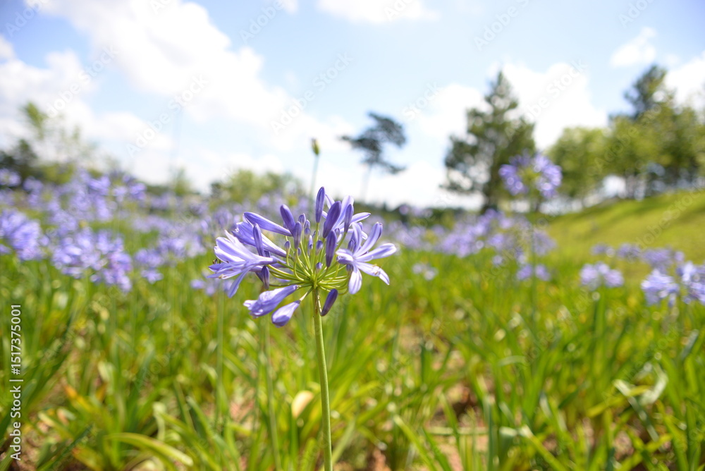 purple flowers in the field purple flowers in the field