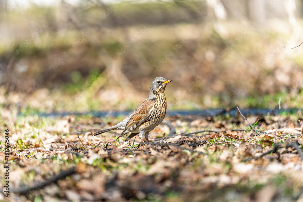 Wood bird Fieldfare, Turdus pilaris, on a sprng lawn. Wood bird Fieldfare, Turdus pilaris, on a sprng lawn.
