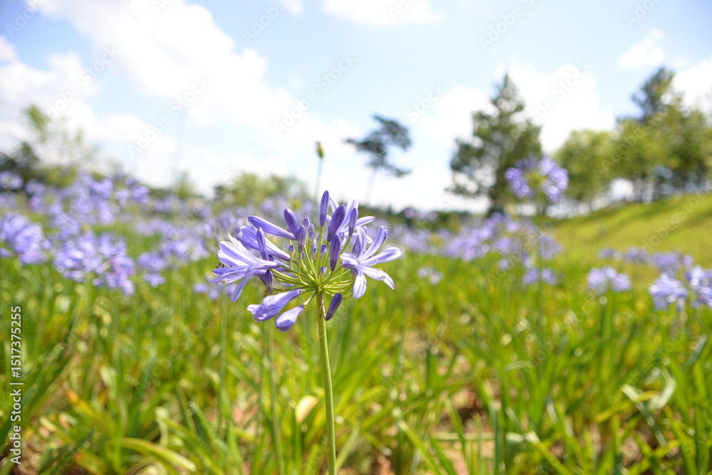Obraz premium purple flowers in the field